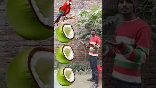 Raunding cut green coconuts to parrot, peacock , pngine and Hans - birds names magic video