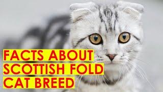 Scottish Fold Cat breed-10 facts you should know