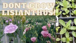 Don't Grow Lisianthus! Watch this first, Flower Farming