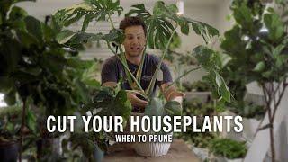 When and How To Prune Your Houseplants?