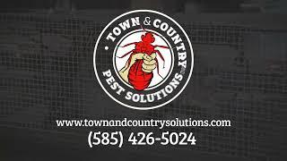 Town And Country Pest Solutions | Find A Pest? We'll Do The Rest!