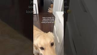 Watch what my jealous dog does  #dogshorts #dogs #puppy #puppies #goldenretriever #doglife