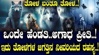 ತೋಳದ ದ್ವೇಷ ಅದೆಷ್ಟು ವರುಷ..? ಒಂದೇ ಹೆಂಡತಿ.. ಅಗಾಧ ಪ್ರೀತಿ..! ಇದು ತೋಳಗಳ ಜಗತ್ತಿನ ನೀವರಿಯದ ರಹಸ್ಯ..!