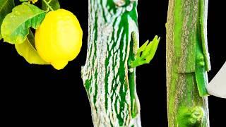 Grafting Lemon Trees – Grafting Fruit Trees by T-budding