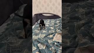 Пражский крысарик Бублик 