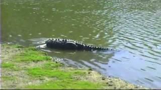 Crocodiles in Puerto Vallarta