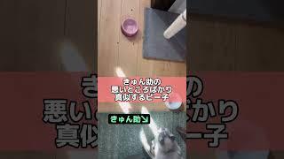 きゅん助の悪いとこばかり真似するピー子。 #cat #猫のいる暮らし #shorts