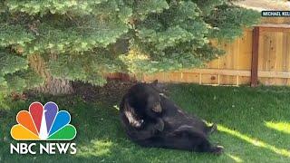 DNA Evidence Saves 500-Pound Black Bear 'Hank The Tank' From Euthanasia