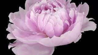 Pink flowers blooming meditation &relaxing music