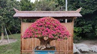 Những tác phẩm hoa giấy bonsai đẳng cấp ..