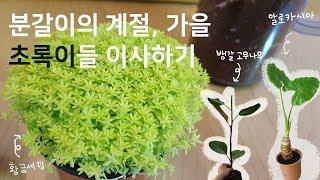 #26 분갈이의 계절, 가을 초록이들 이사하기