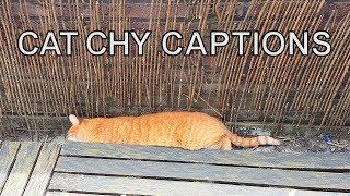 Alvi cat : catchy captions