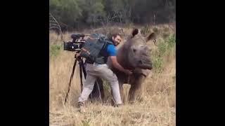 A rhino walks straight up to wildlife photographer while he is filming and wants a belly scratch