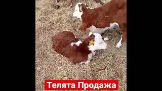 Продажа Телят из России. Порода Герефорд на экспорт 