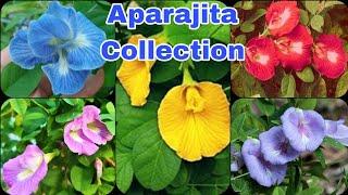 Butterfly pea Flower | Aparajita Flower | Clitoria Ternatea