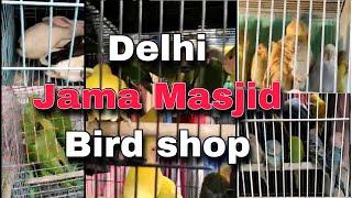 Jama masjid bird shop || delhi bird market || GS Birds Info