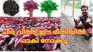 ചീരവിത്ത് ഈ രീതിയിൽ പാകി നോക്കൂ
