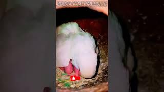 Red Eyes Albino Budgie Chicks