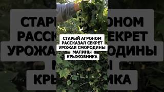 Старый агроном рассказал секрет урожая смородины малины и крыжовника #дача #огород #сад #урожай