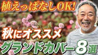 【庭好き必見！】雑草対策になるオススメのグランドカバーを紹介！【お庭】【植栽】