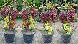 How to propagate grapes tree get more fruits than expected | How to grafting grapes tree