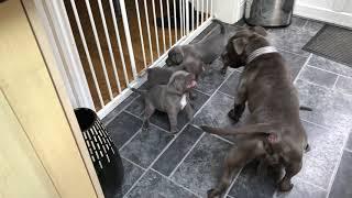 Blue Staffordshire Bull Terrier Puppy Play Fighting With Mum