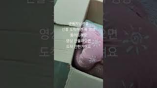 #짱아네가족 #3대가사는집 #골든리트리버 리트리버 6마리 키우는이유 착해도 너무 착해 짱아.오구.오순.꼬미(쏘주).덕구.블루