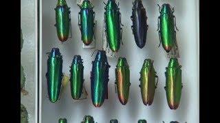 Researchers study role of color in jewel beetles