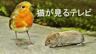 猫が見るテレビ  猫が喜ぶ映像  マウスと鳥 ⭐ 八時間 ⭐