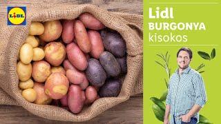 Burgonya kisokos | Lidl