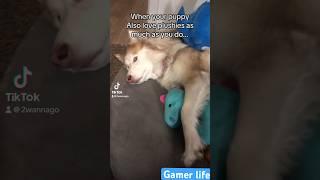 HUSKY TAKES ALL MY PLUSHIES… #gaming #gamer #lgbtgamer