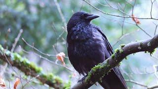 Crows: Peaceful Moments On A Windy Day | Nature Film