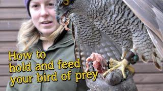 Falconry Basics | How to handle and feed your bird of prey