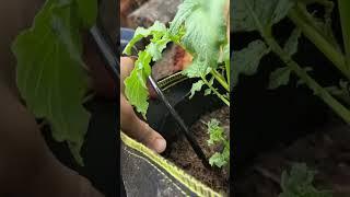 How I use the 10 gallon grow bags for potatoes