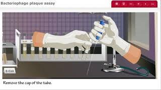 Bacteriophage Plaque Assay for Phage Titer UPDATED