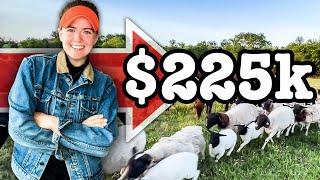 MY $225K FARM BUSINESS EXPERIMENT (2 years later) Farming Dorper Sheep Cows RANCHING FOR PROFIT