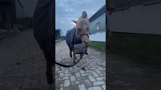 PONY WITH STYLE 