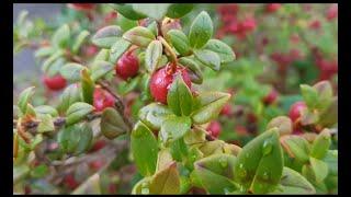 Chilean Guava | Taste Test | Growing Ugni Molinae Ka-Pow fruit (UK)