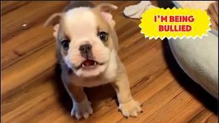 Tiny puppy is mad because everyone is bullying him. Everyone ignored him