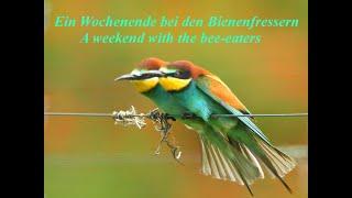 Artists in the wind: Ein Wochenende mit den Bienenfressern. A weekend with the bee-eaters.