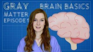 Brain Basics