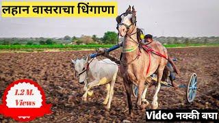 लहान वासरांची खतरनाक झलक. घोडा बैल शर्यत .  Horse Cart Race