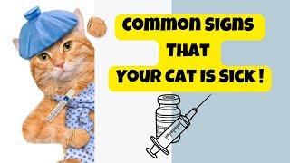 Common Signs That Your Cat Is Sick - Cats Knowhow