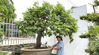 Báo giá Duối-Khế-Tường vi-tới ae chơi cây cảnh bonsai_Bshp(Mr Đại 0967828345)