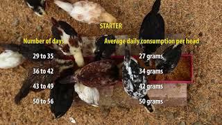 Grow-Out Production of Organic Native Chicken