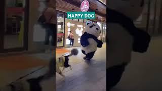 Handling a Happy Dog #hypersanityanimals #entertainingpets #funnyanimals