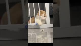 funny cat
