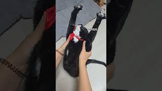 구미의 쭉쭉이 리본으로 코난 코스프레 구난  #고양이의일상 #턱시도냥이 #쇼츠