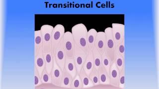 MBC Vet Tech Online Review 2.1 - Epithelial Tissue