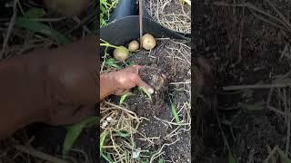 #gardening #epic gardening #harvesting potatoes